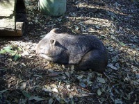 image of wombat #5