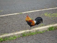 image of cock