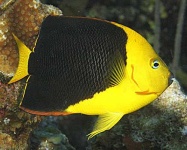 image of rock_beauty