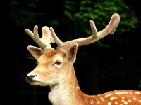 image of animal