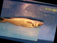 image of fish