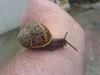 image of snail
