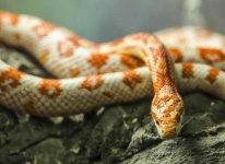 image of snake #28