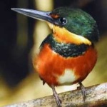 image of bird