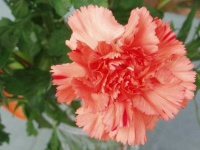 image of flower