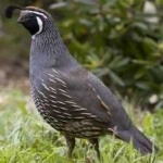 image of bird