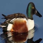 image of northern_shoveler #19