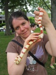 image of king_snake