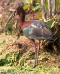 image of ibis