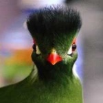 image of bird