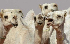 image of animal