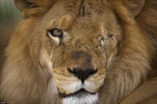 image of animal