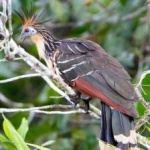 image of bird