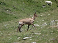 image of animal