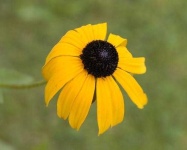 image of flower