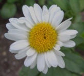 image of daisy