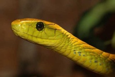image of green_mamba