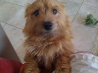 image of norwich_terrier
