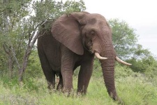 image of tusker