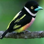 image of bird
