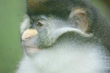 image of guenon