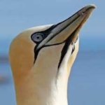 image of bird
