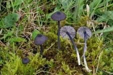 image of mushrooms