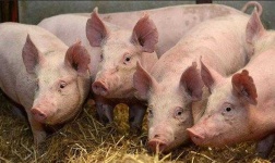 image of pig