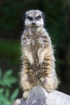 image of meerkat