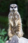 image of meerkat #22