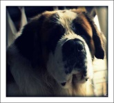 image of saint_bernard