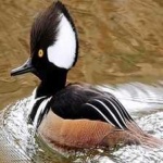 image of bird