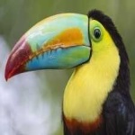 image of bird