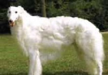 image of borzoi