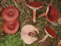 image of mushrooms