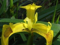 image of yellow_iris #35