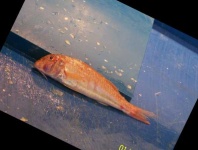 image of fish