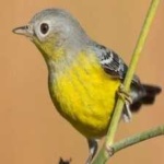 image of bird