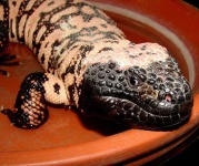 image of gila_monster