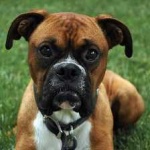image of animal