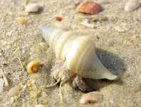 image of hermit_crab