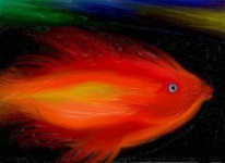 image of goldfish