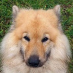 image of animal