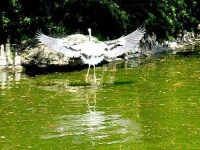 image of crane