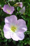 image of flower