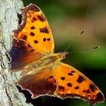 image of animal