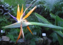 image of flower