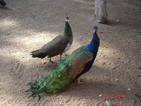 image of peacock