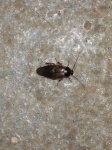 image of cockroach