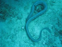 image of sea_snake